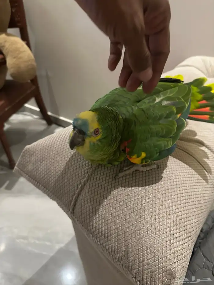 ببغاء امازوني انثى 2