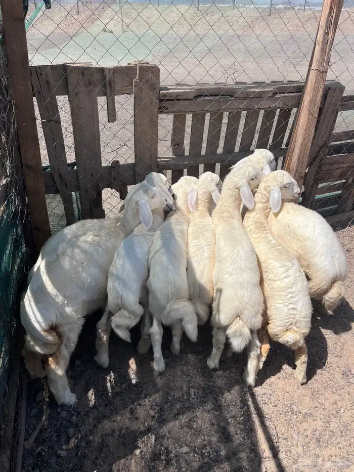 طليان 1