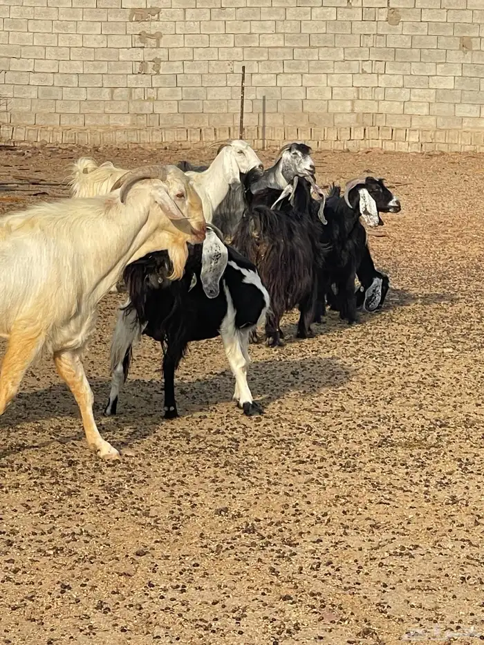 معزا للبيع 0