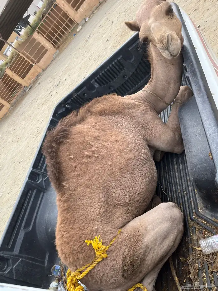 قعود 0