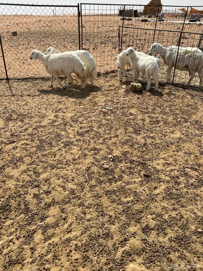 رخال للبيع 4