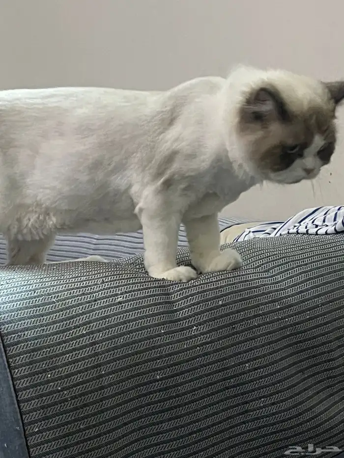 قط راغدول للتبني 1