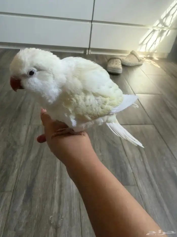 للبيع فرخ ببغاء كويكر اينو ماشاءالله 7