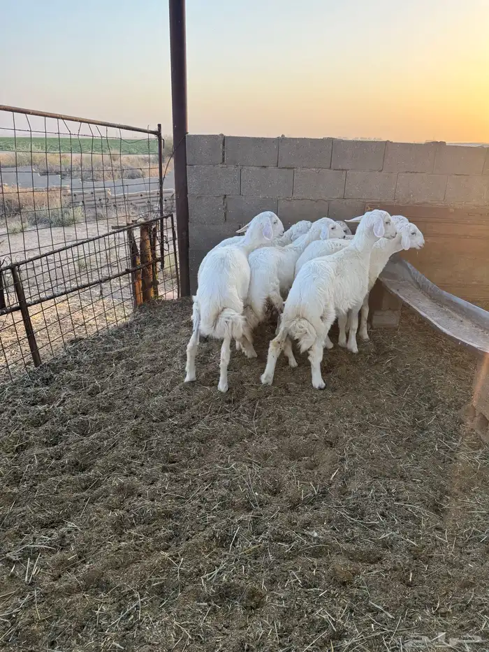 بهم حري فاخر 3-4شهور عدد 7 8