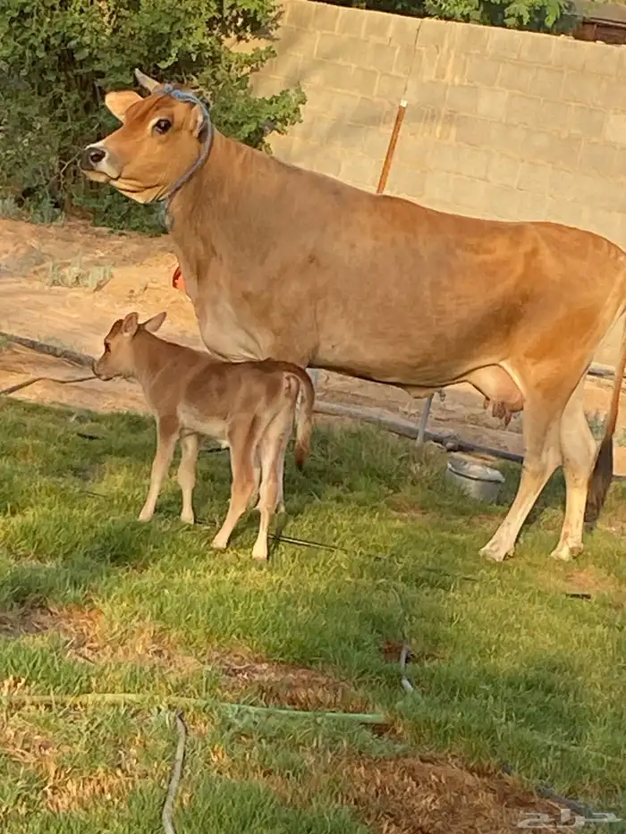 المزاحميه الغطغط 0
