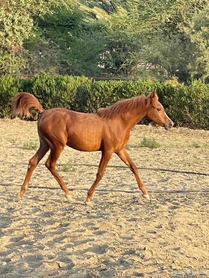 مهرة عربية شيخة ظهران الجنوب 1