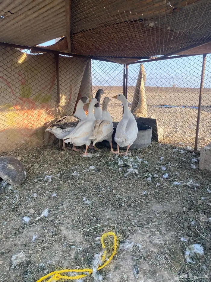 الوز 1