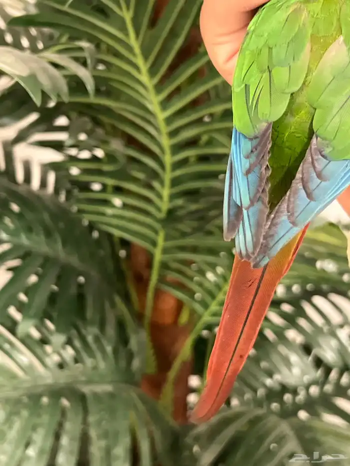 كنيور قرين شيك الليف حمامه هدد متكلم 10-15 كلمه 4