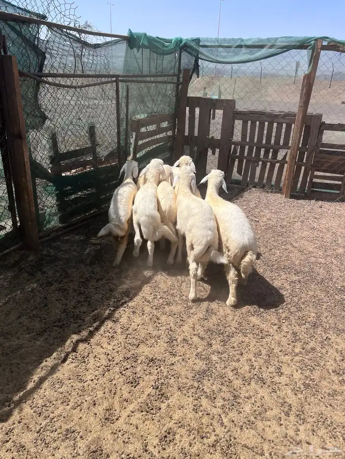 طليان 6