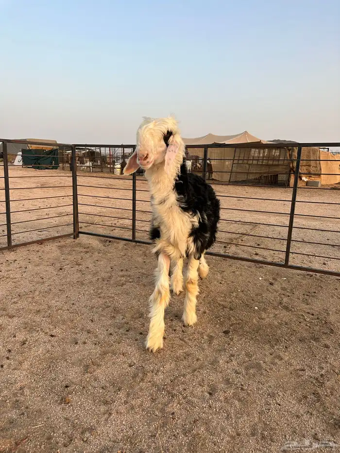 طلي نجدي صنف الصنف مشروع فحل العمر 4 أشهر 6