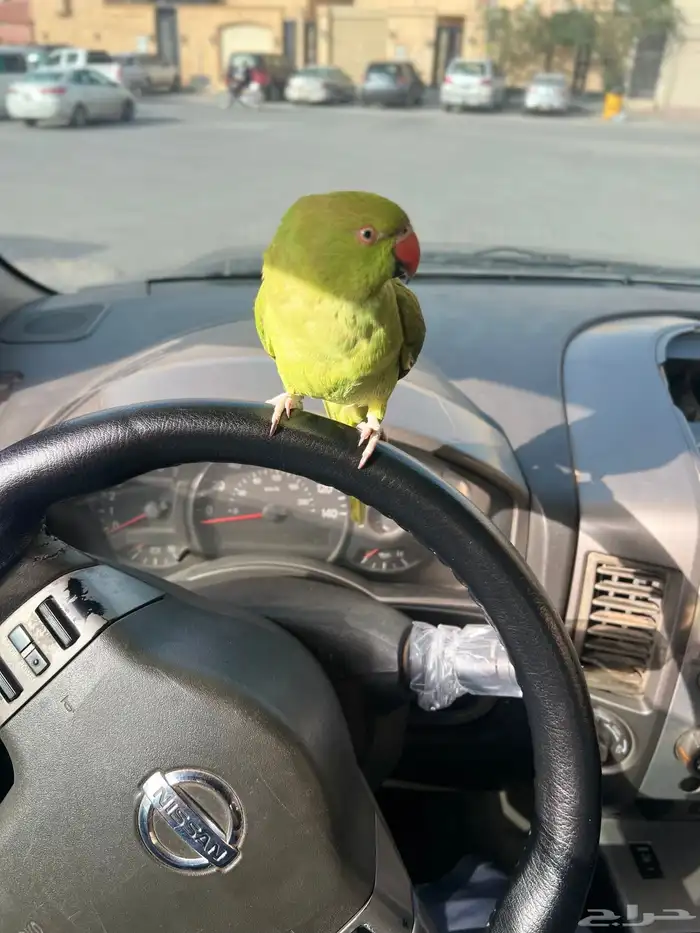 دره اليف مره و يحب الاطفال و متعود و صحته و نظافه شرط 6