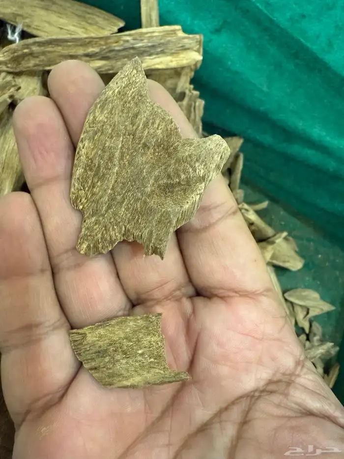 عود مروكي حي آصقون طبيعي 3