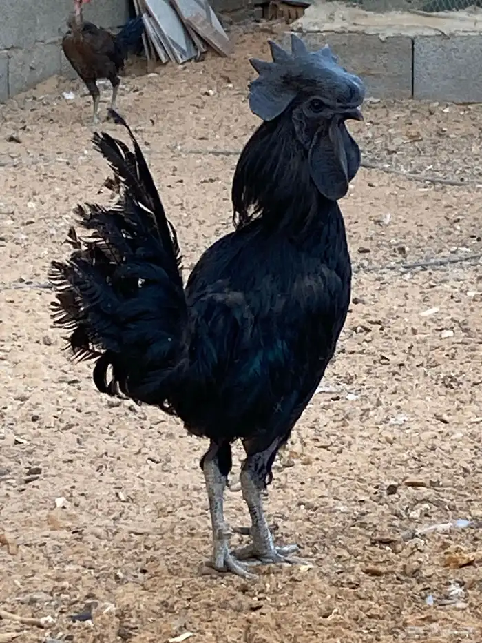 ديك اندنوسي 2