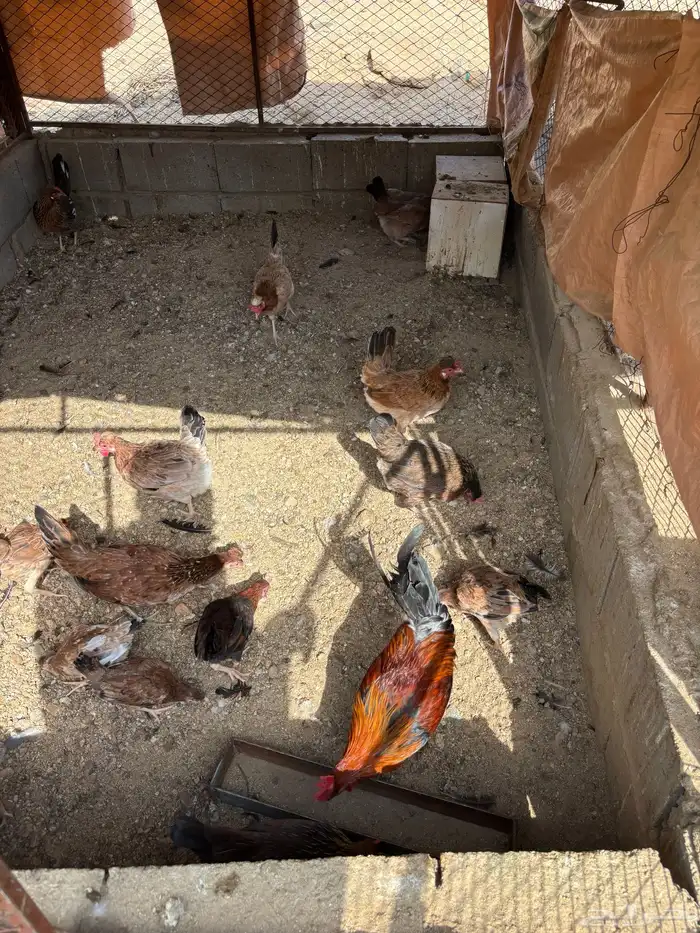 دجاج عربي اصيل منوت مربي 1