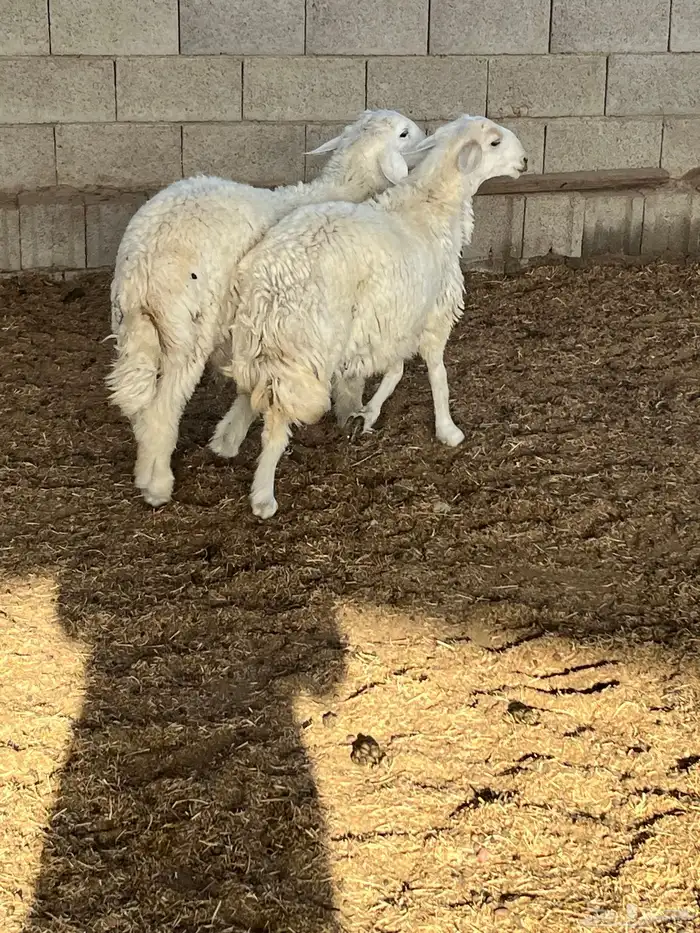 طليان اثنين فوق 5 شهور 0