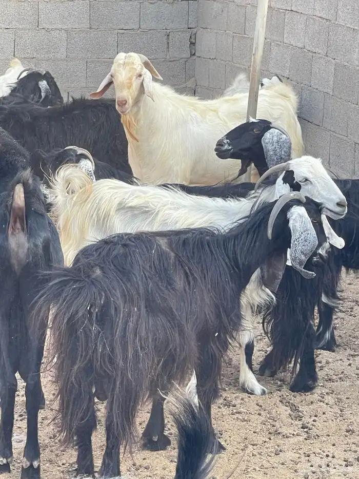 معزا للبيع 16
