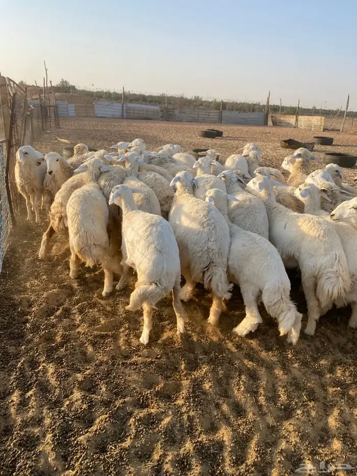 لبيع حريات رخال 5