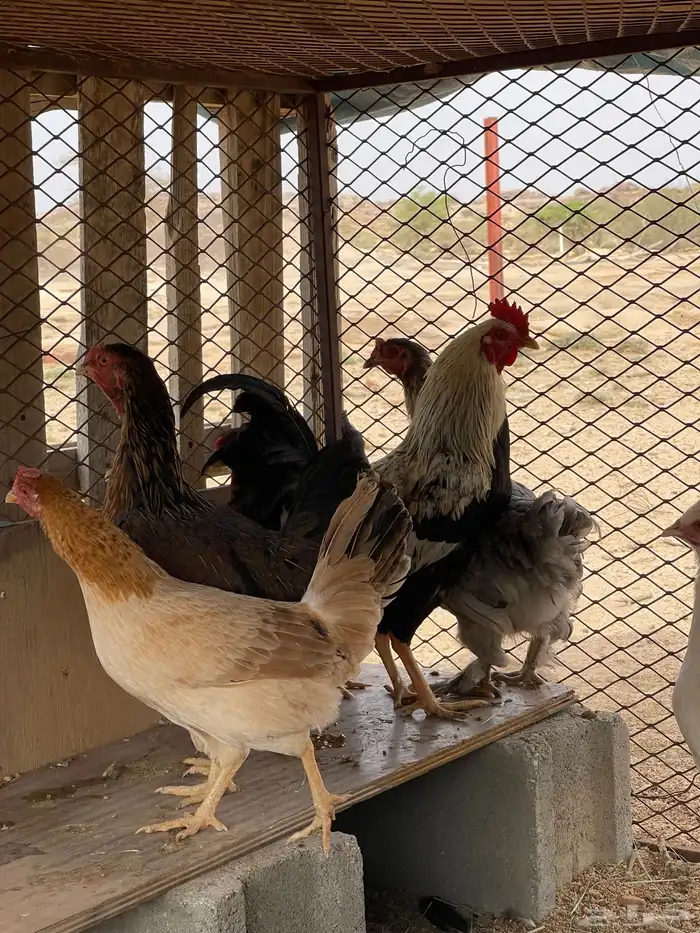 دجاج براهما وبلدي 2