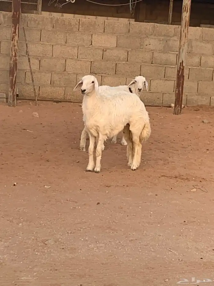 حريات رخال 4