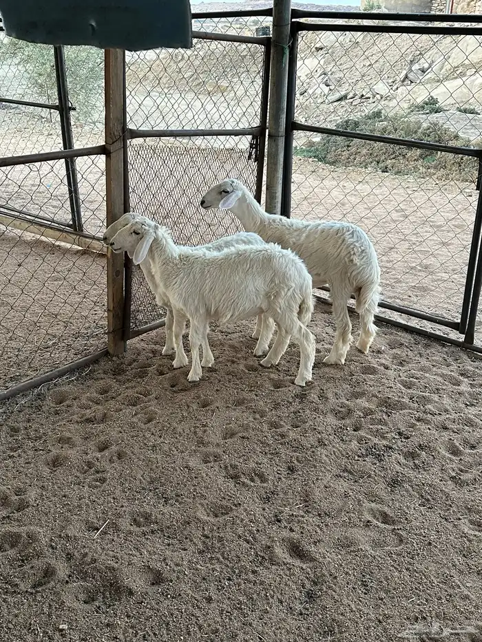 خاروف ورخلين 1