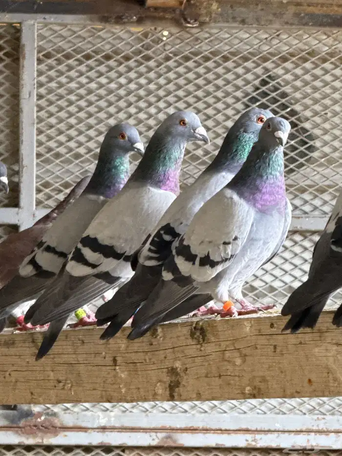 حمام زاجل 6