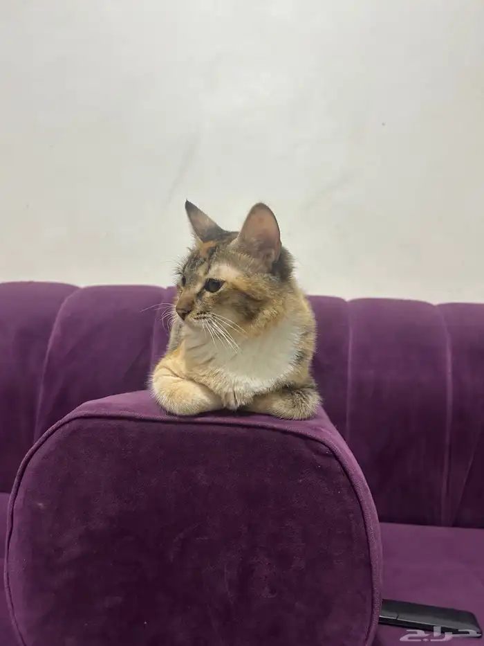 للتبني قطه أنثى العمر تقريبا من 7 أشهر إلى 8 اشهر 5