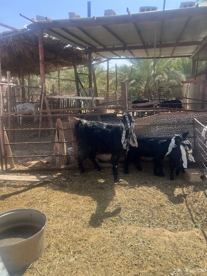 عنز عارضيه متوم 2