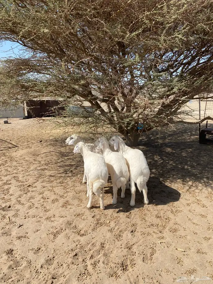 خرفان نظيفه 1
