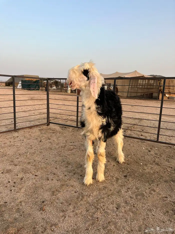 طلي نجدي صنف الصنف مشروع فحل العمر 4 أشهر 9