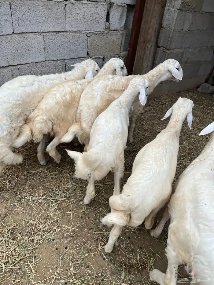 خرفان حريات 0
