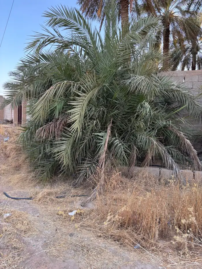 مجانا نخل وفسائل نخل مجانا بدون مقابل 3