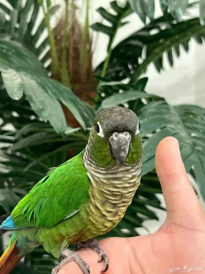 كنيور قرين شيك الليف حمامه هدد متكلم 10-15 كلمه 1