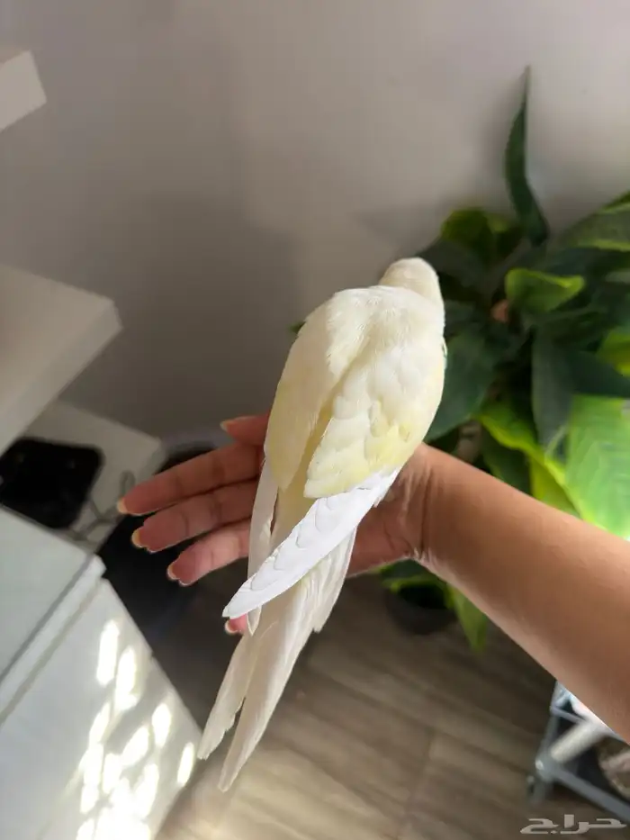 للبيع فرخ ببغاء كويكر اينو ماشاءالله 2