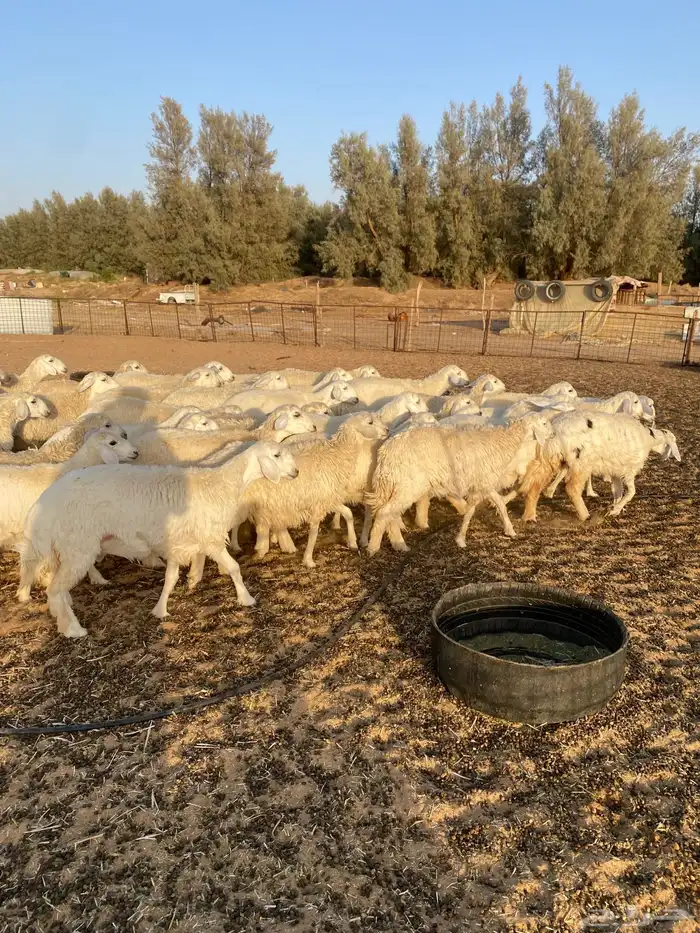 لبيع حريات رخال 2