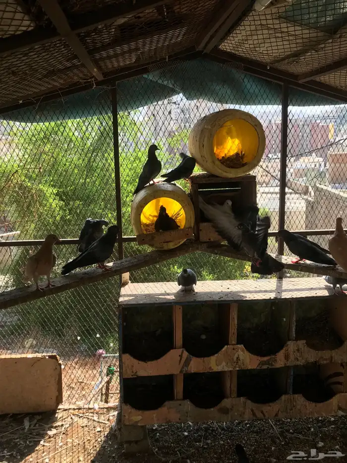 صنعاني شيبه أزرق 3