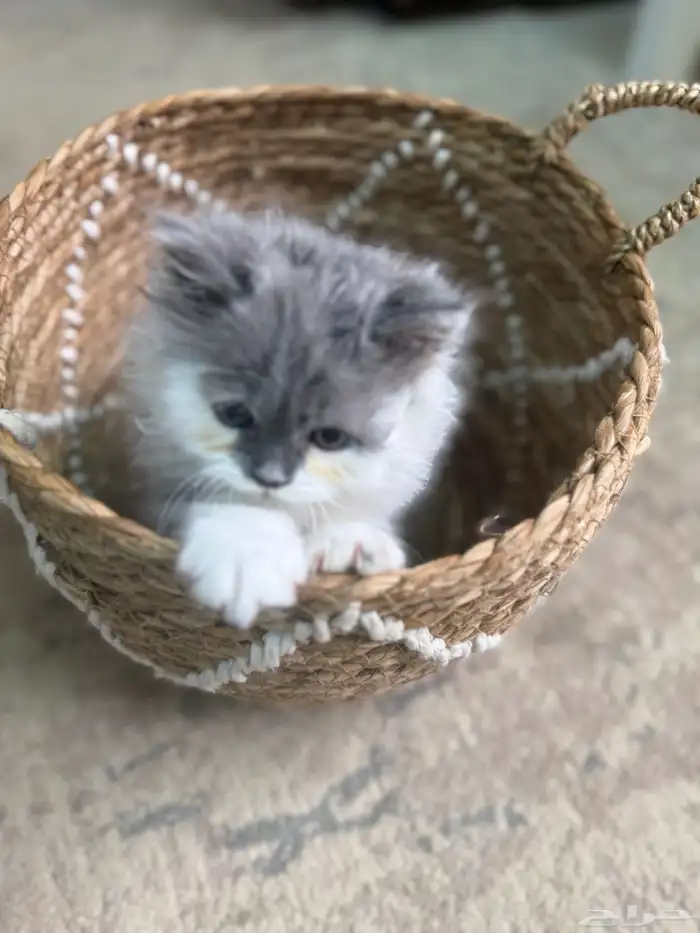 قطط 7