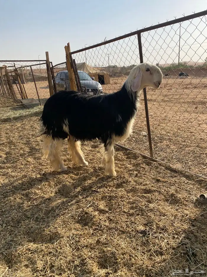 طلي نجدي كفو 2