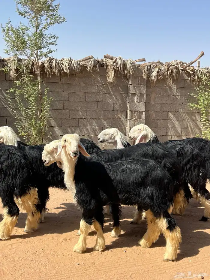 للبيع رخال نجد 4