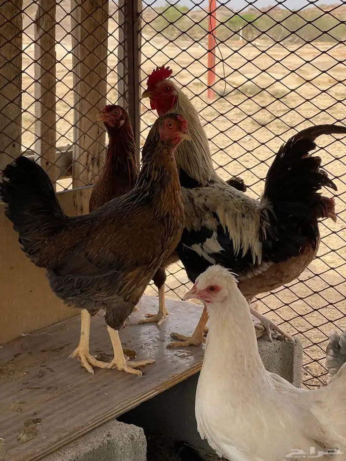 دجاج براهما وبلدي 4