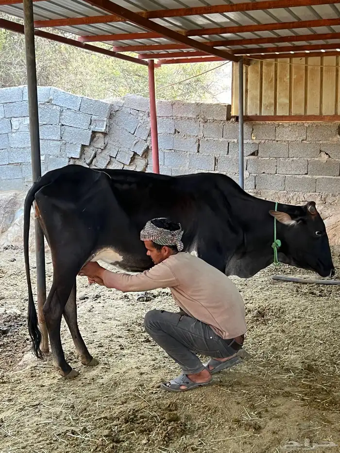 الجنوب العلتيه 0