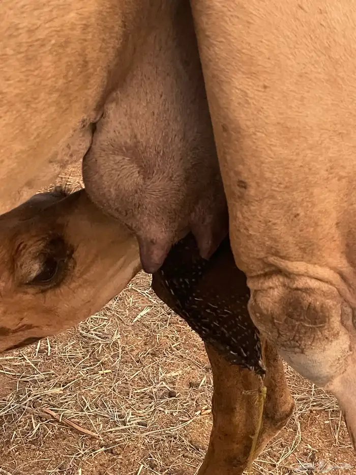 ناقة عادية خلفه ناقة كفووو تبارك الرحمن 9