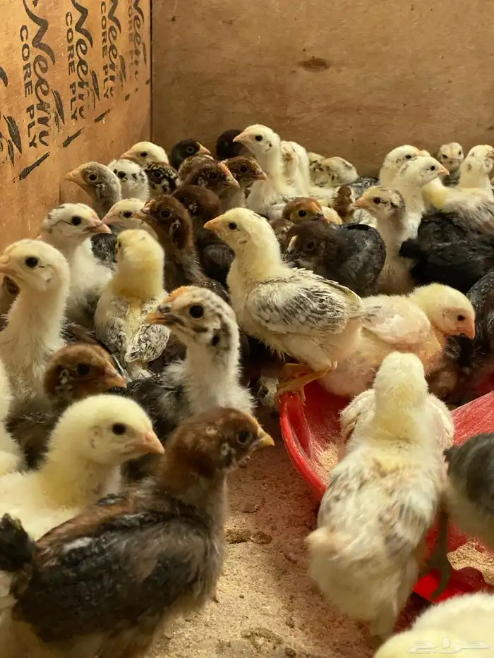 صوص بلدي 0