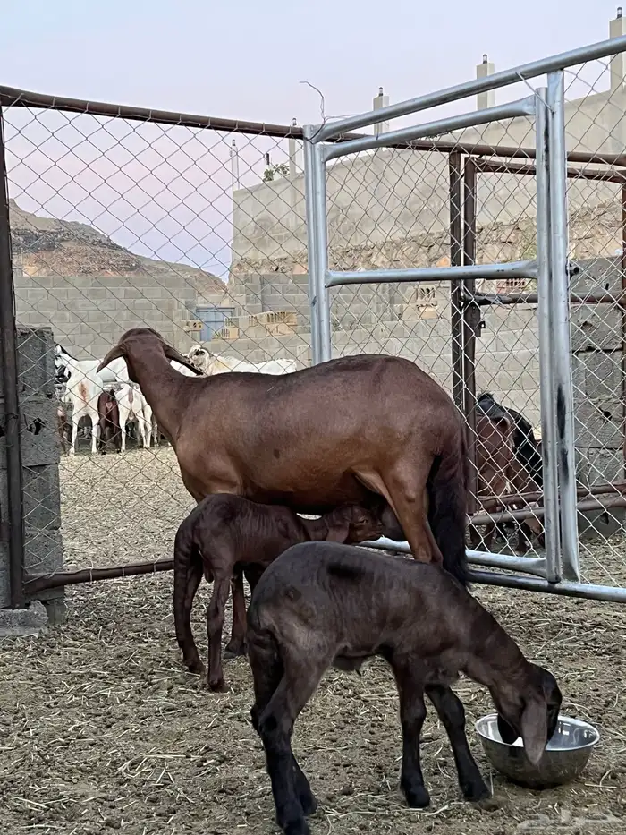 ضان سواكن ولد عدد 2عليها خروف ورخل 2