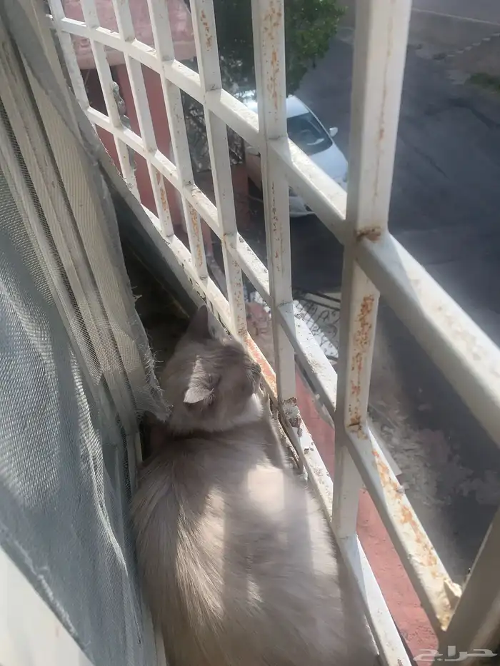 قطط للبيع 1