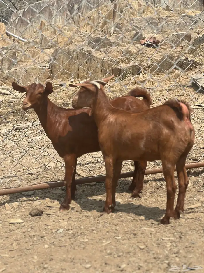 جفار دهم الدهم 6