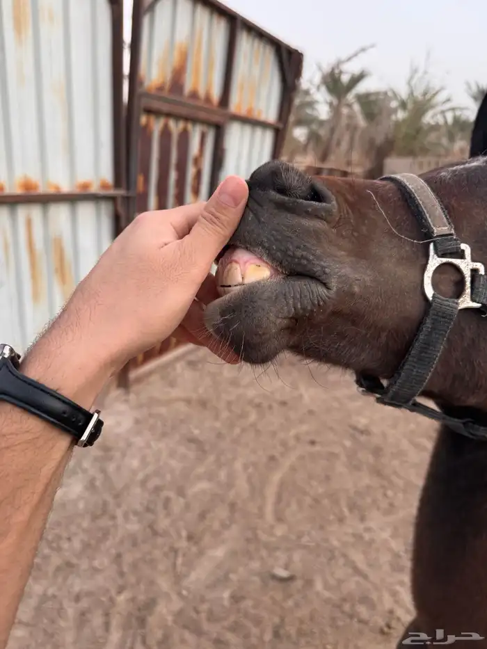 فرس شعبيه 4