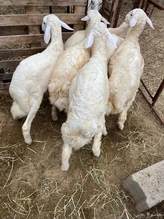 خرفان حريات 3