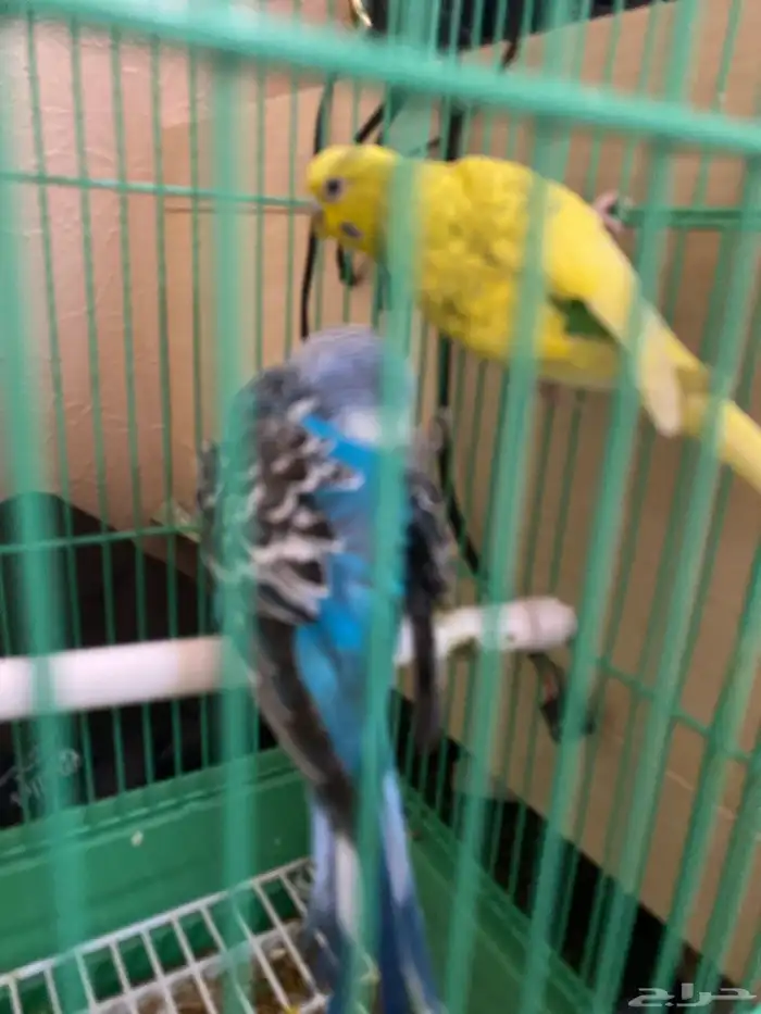 طيور الحب للبيع 0