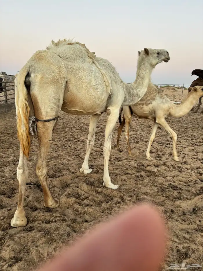 عشرا للبيع 1