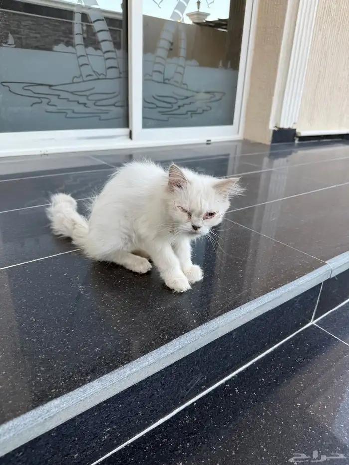 قط للتبني العاجل 1